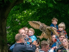 IKpictures-Roofvogelshow-Keukenhofbos-008