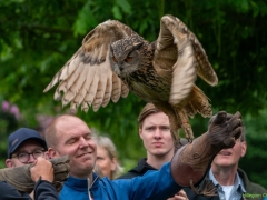 IKpictures-Roofvogelshow-Keukenhofbos-011