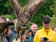 IKpictures-Roofvogelshow-Keukenhofbos-015