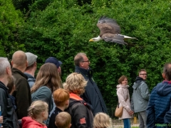 IKpictures-Roofvogelshow-Keukenhofbos-021