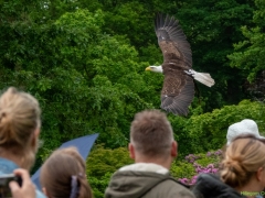 IKpictures-Roofvogelshow-Keukenhofbos-022
