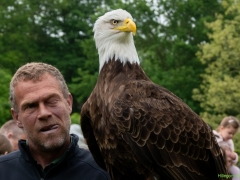 IKpictures-Roofvogelshow-Keukenhofbos-026