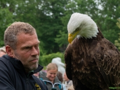 IKpictures-Roofvogelshow-Keukenhofbos-027