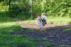 210624-schapenscheren-119