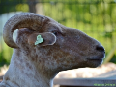 210624-schapenscheren-134