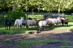 210624-schapenscheren-137