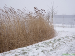 Hillegom-in-sneeuw121