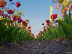 250419-vier-de-lente-143