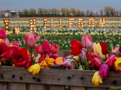 Vier-de-Lente_0492