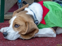 Winter-Wonderland-013