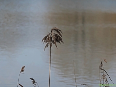 MG_0088