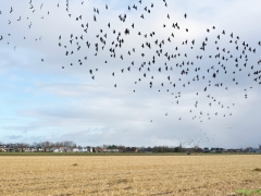 Thema-Winter-januari-Tonny de Rooij