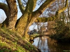 Thema-Winter-januari-Tonny de Rooij