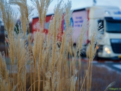 Thema-Winter-januari-Tonny de Rooij