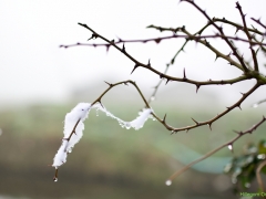 Thema-Winter-januari-Tonny de Rooij