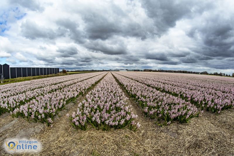 Mooi Hillegom in coronatijd