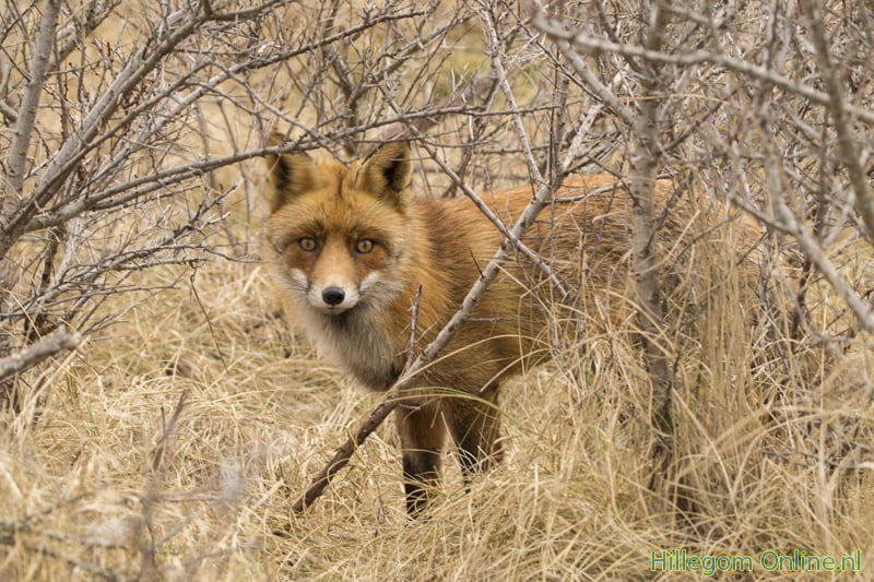 Rondje door het duingebied