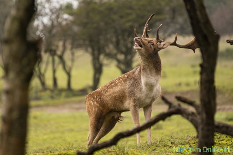 Burlende herten in de Amsterdamse Waterleidingduinen