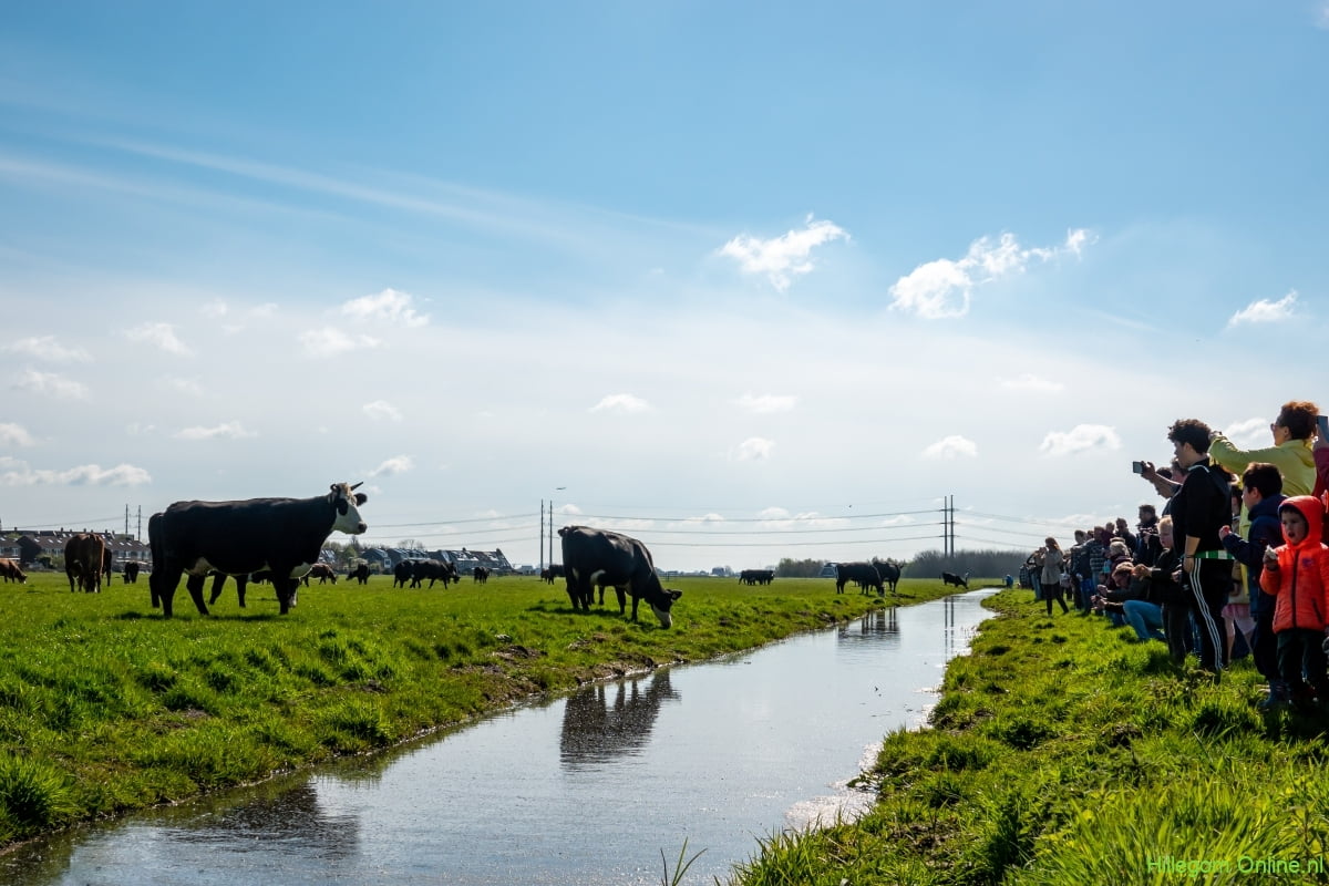 Koeien weer naar buiten Oozo.nl
