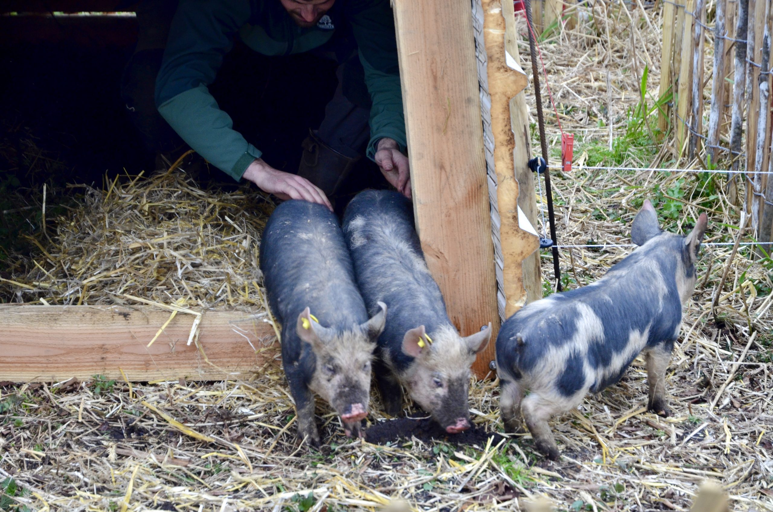 Varkens bestrijden Japanse duizendknoop in Elsbroekpark