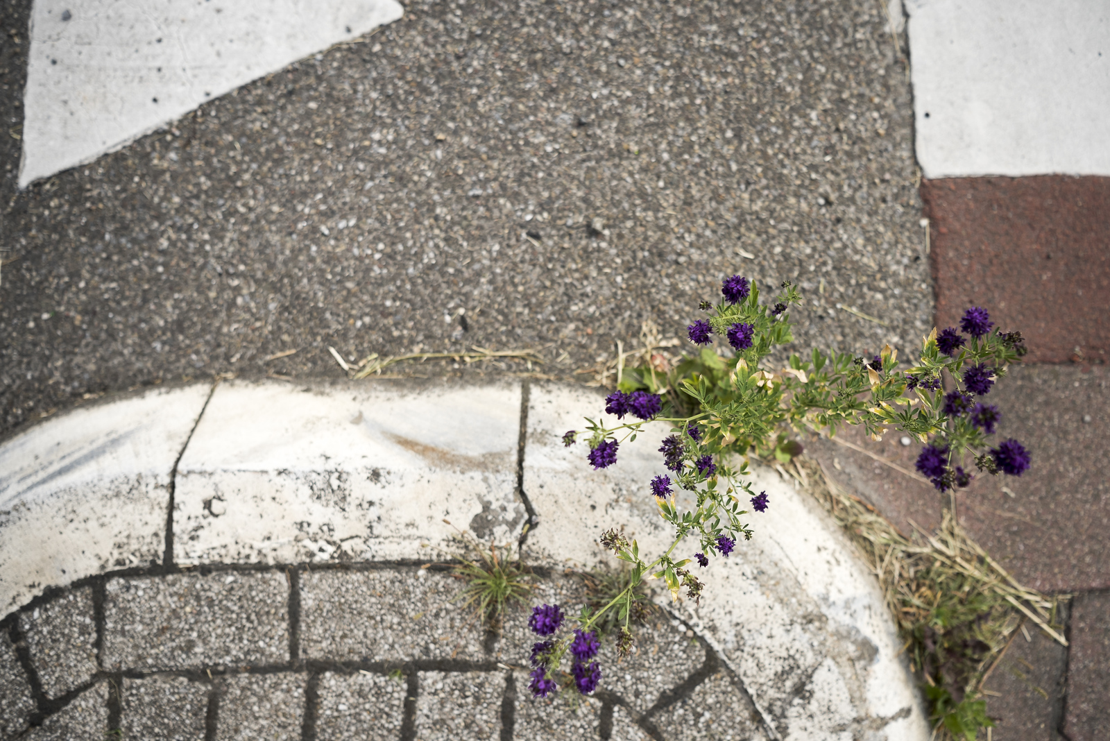 Onkruid verwijderen en straatreiniging volgens vaste planning