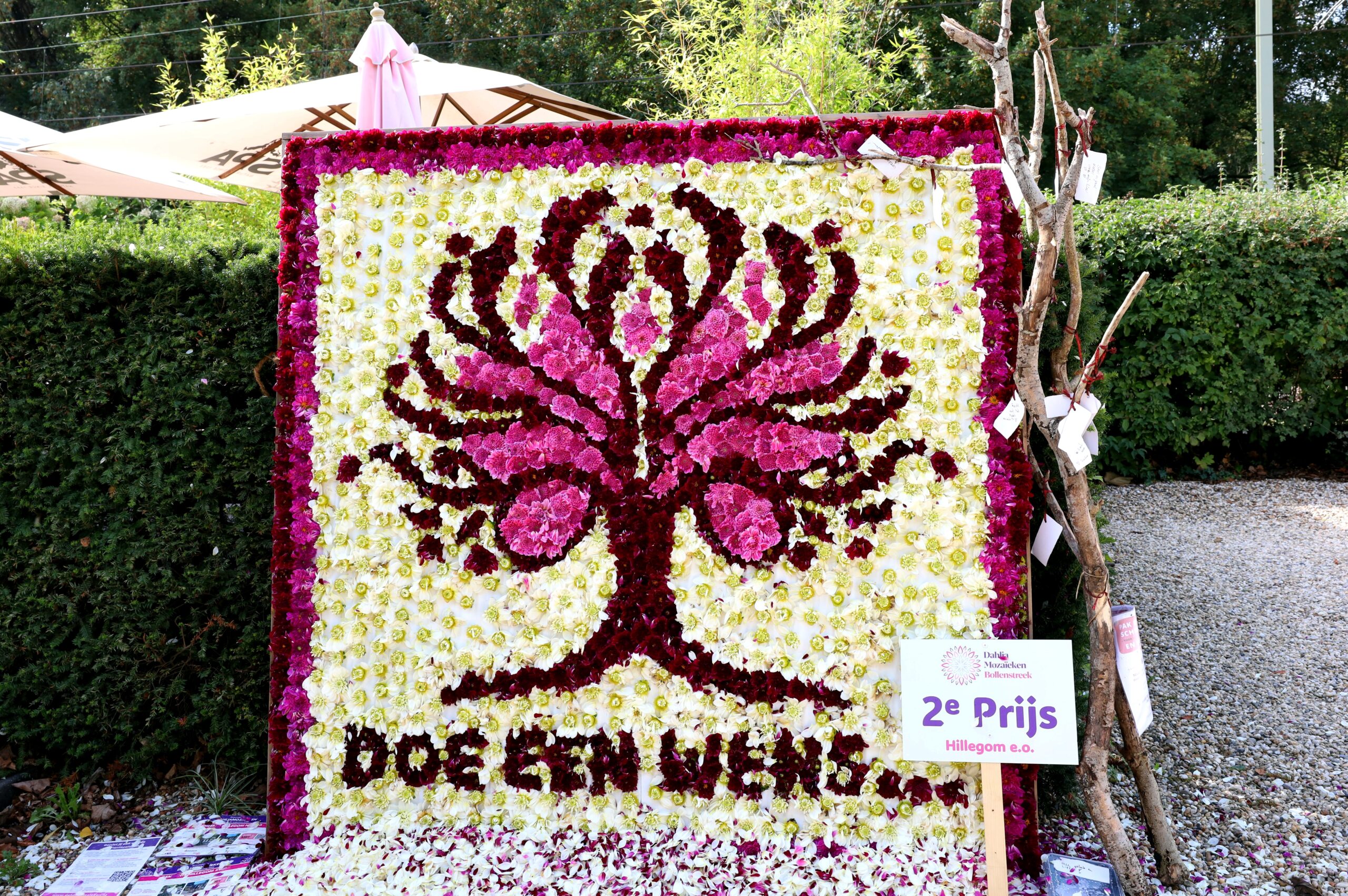 Dahlia’s zorgen voor kleurrijk weekend in Hillegom