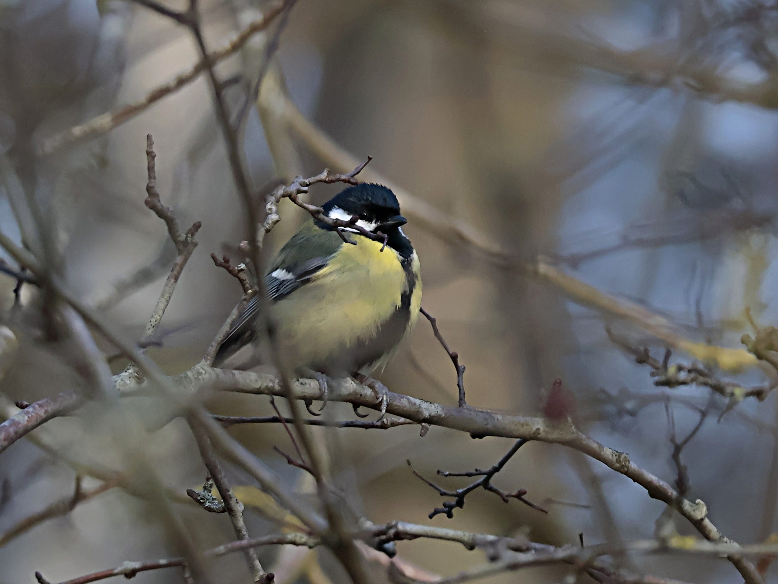 Wintereditie Kennemer Vogeldag druk bezocht