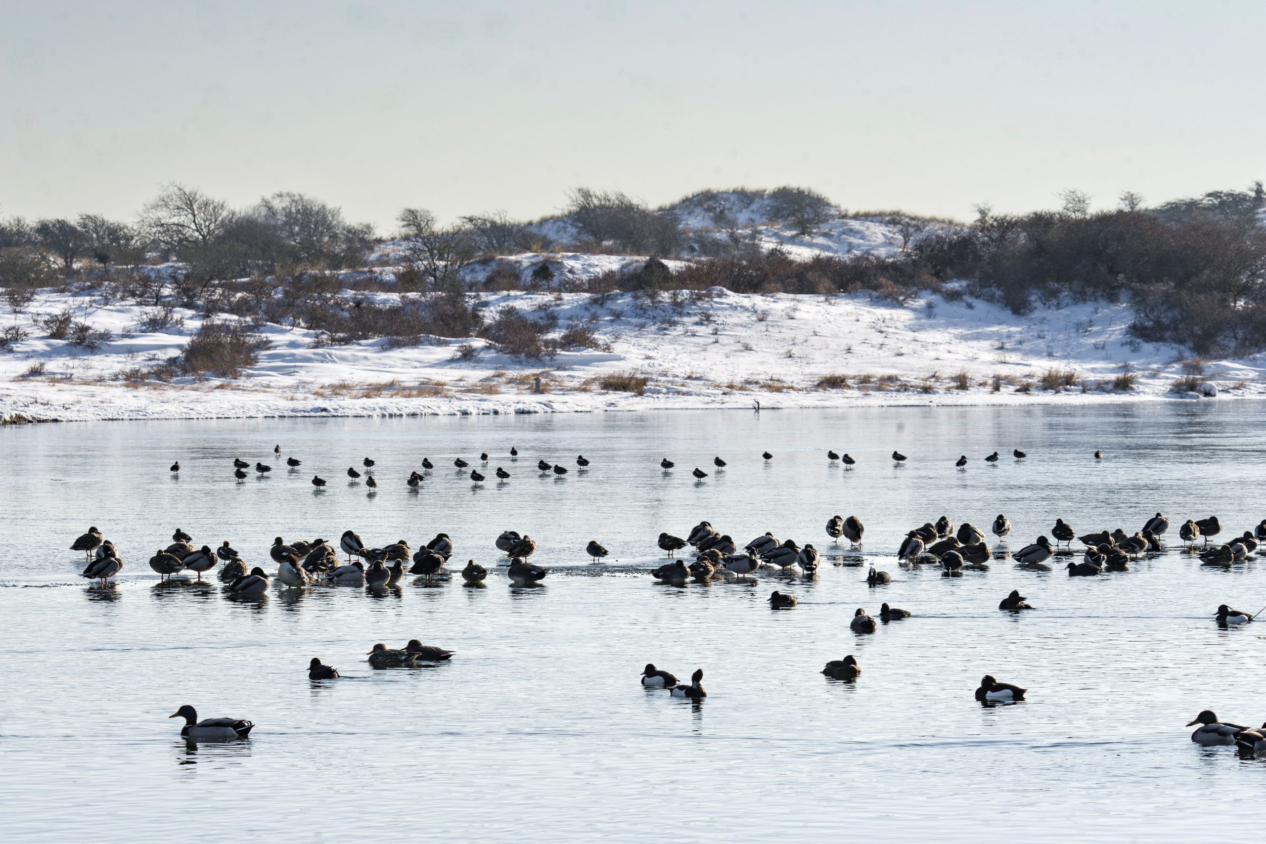 Wintereditie Kennemer Vogeldag in Amsterdamse Waterleidingduinen