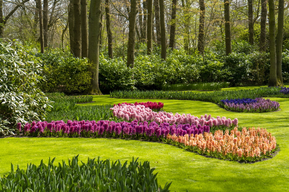 Keukenhof in volle bloei