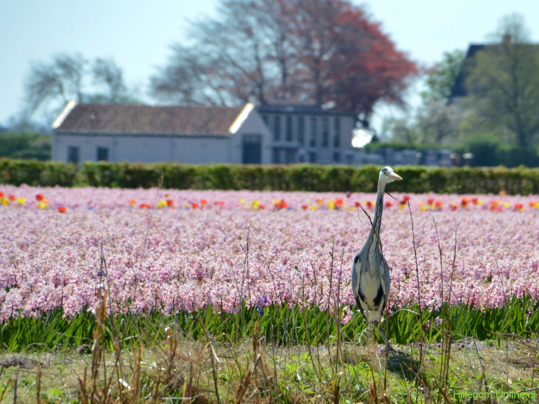 Rondje met de Hillegomse Bollenboot