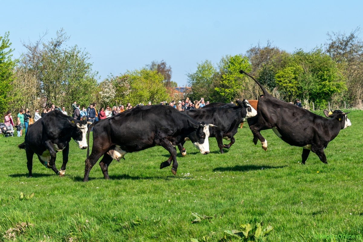 Koeiendans - Koeien Elsbroekerwei weer naar buiten
