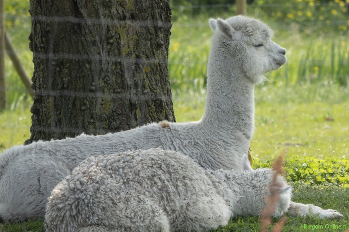 Lente in de Weerlanerpolder