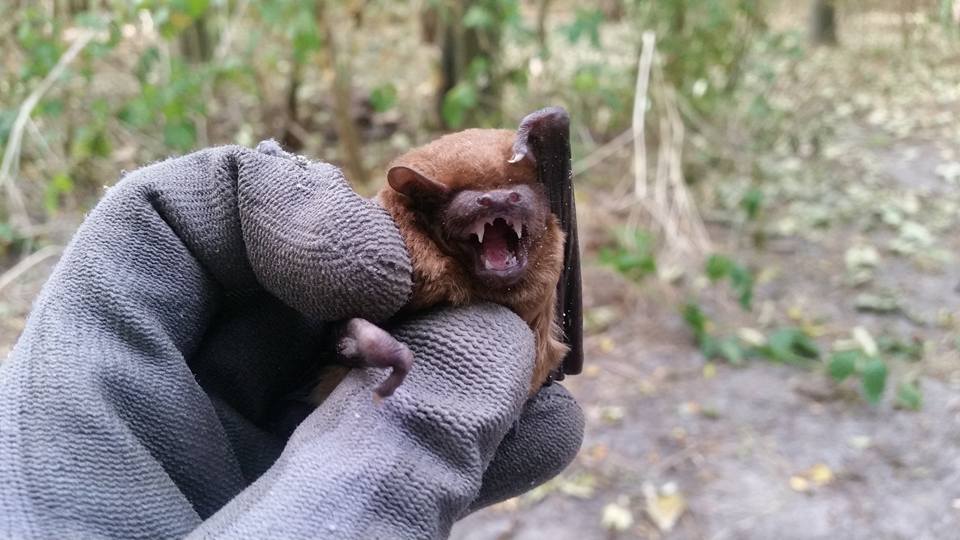 Zomeractiviteiten in de Heemtuin
